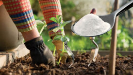 sirri kabartma tozuymus bakin bahceye kabartma tozu dokmek ne ise yariyormus pcmutFc2