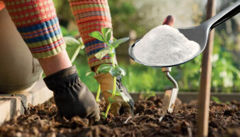 sirri kabartma tozuymus bakin bahceye kabartma tozu dokmek ne ise yariyormus pcmutFc2