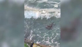 su samuru tekirdagda ortaya cikti B4PBgbvT