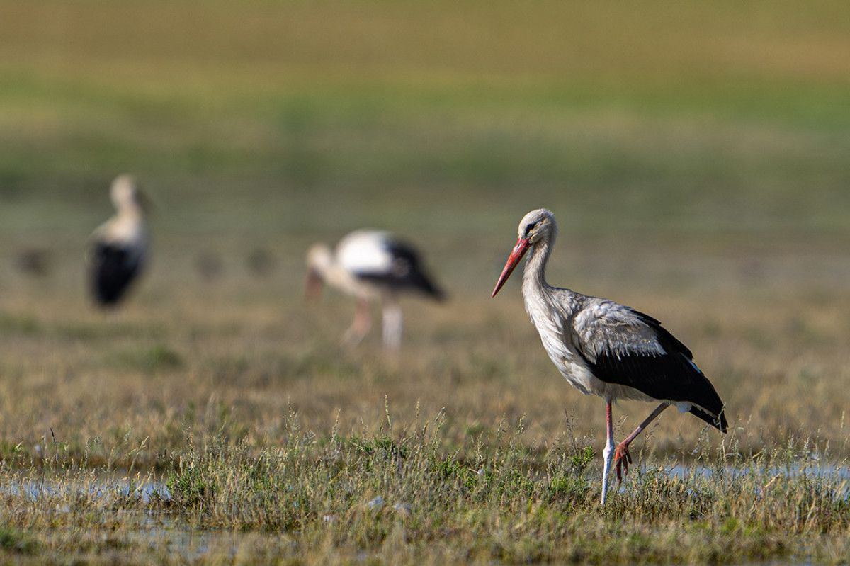 tarim ve orman bakanligi kuraklik riski altindaki 8 gol icin harekete gecti 3 VmyDfaQV
