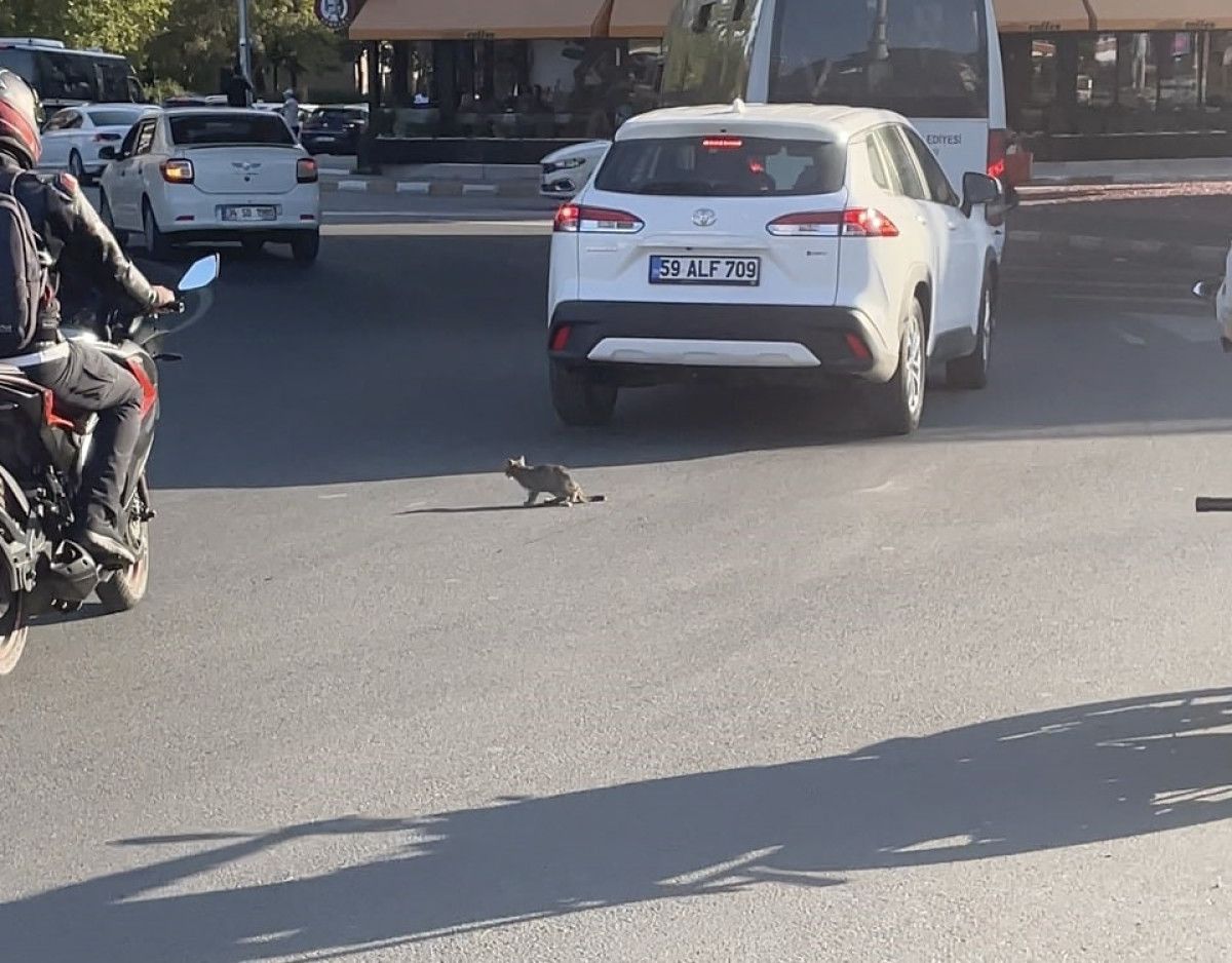 tekirdagda yavru kedi trafikte suruculeri ugrastirdi 0