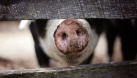 tip tarihine gecti domuz akcigeri insana nakledildi KZdgajef