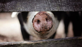 tip tarihine gecti domuz akcigeri insana nakledildi KZdgajef