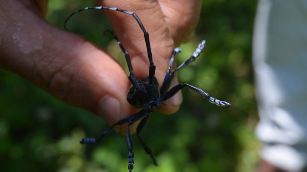trabzonda turuncgil uzun antenli bocegi ile mucadele icin bahceler sokuluyor 4lmzY2KS