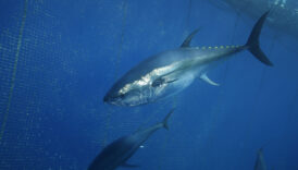 turkiyenin orkinos ihracati artiyor WbRfsYkj