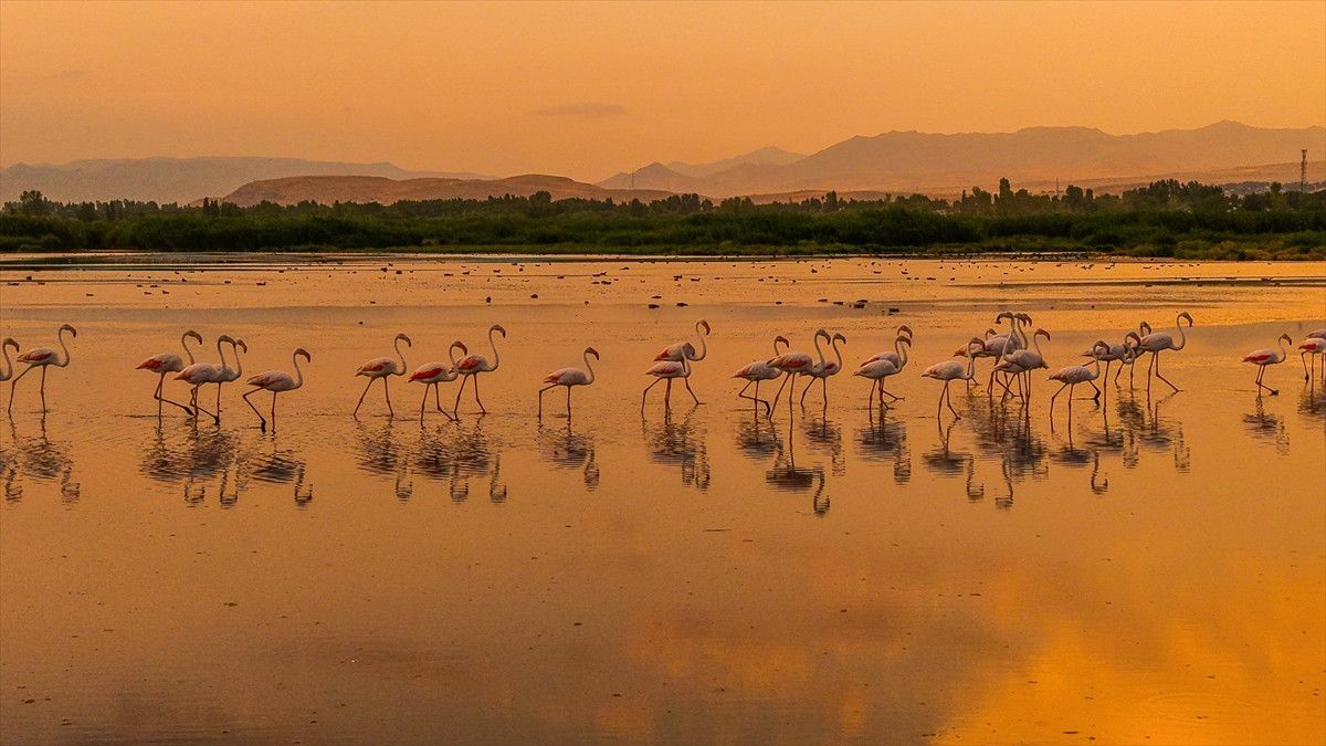 van golu havzasinda konaklayan flamingolardan gorsel solen 1 FipWhrVg