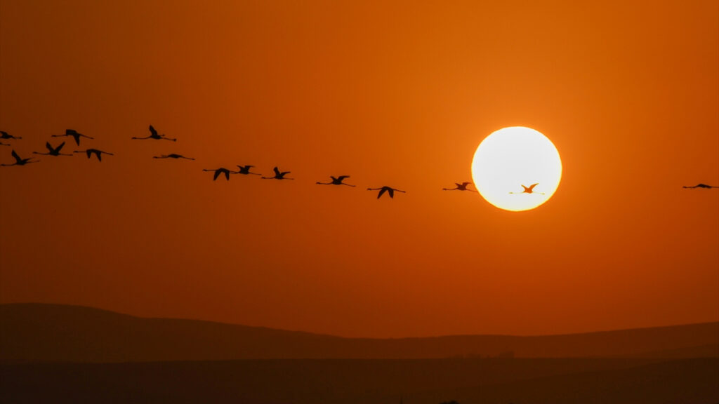 van golu havzasinda konaklayan flamingolardan gorsel solen qQRSZbEv