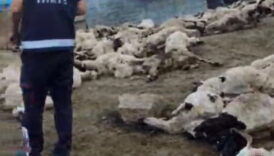 vanda gece vakti ahira giren kurtlar 111 koyunu telef etti 2YseTBXP