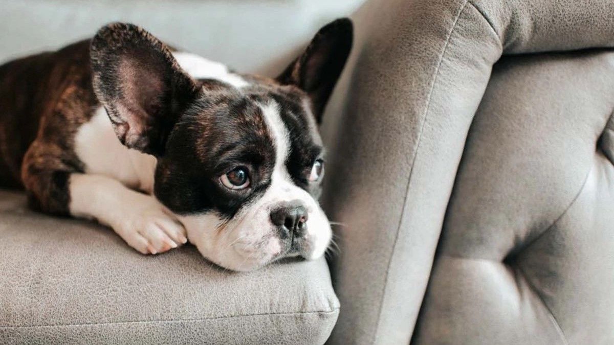 veteriner uyardi evde beslememeniz gereken 5 kopek cinsi 0 Wu5G6meZ