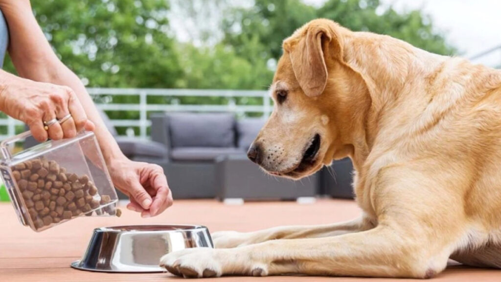 veteriner uyardi evde beslememeniz gereken 5 kopek cinsi tEezEi33