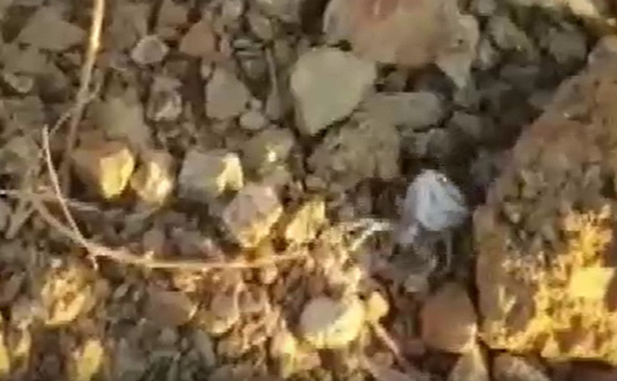 yalovada insan yuzlu orumcek goruldu 0 qrufTH1i