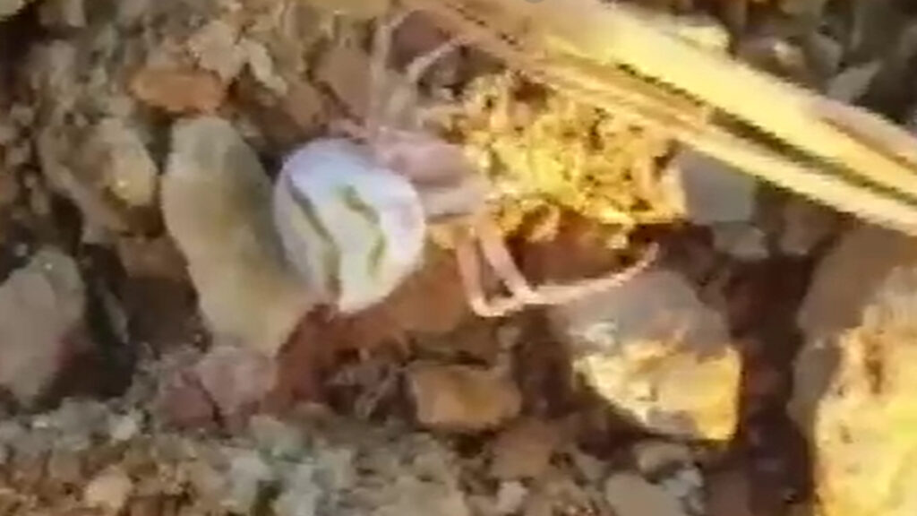 yalovada insan yuzlu orumcek goruldu DDqNkh5b