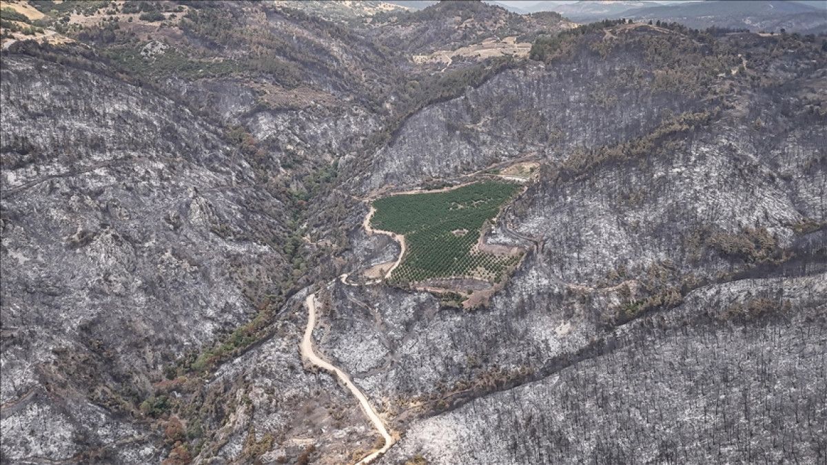 Yanan 3 bin hektar ormanın dönüşümü için 100 yıl gerekli 1 yanan 3 bin hektar ormanin donusumu icin 100 yil gerekli 0