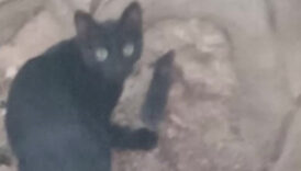 Amasya'da kedi ve farenin dostluğu 9 amasyada kedi ve farenin dostlugu I1C7ZQ3P