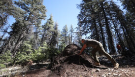 antalyada asirlik sedir agaclari kirmizi orman karincalarina emanet KX6EOZb1