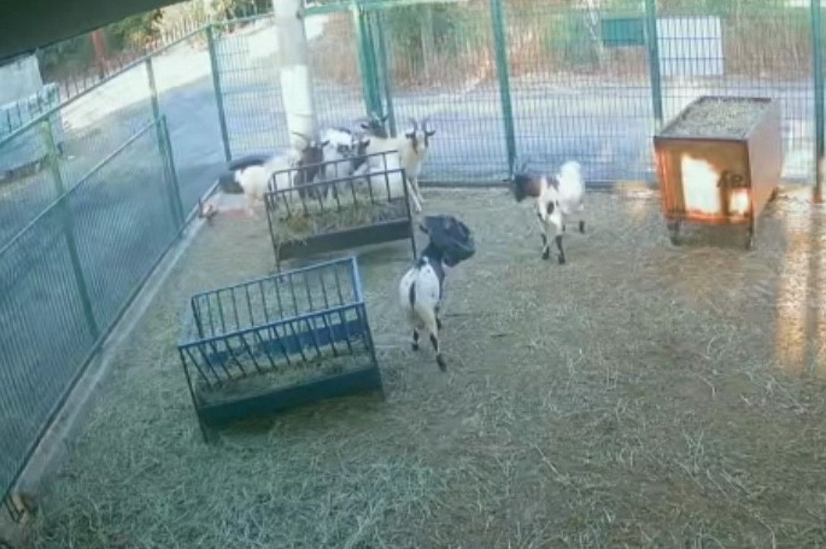 antalyada basina poset gecen kecinin surusunu korkuttugu anlar 0 HJwmu29y