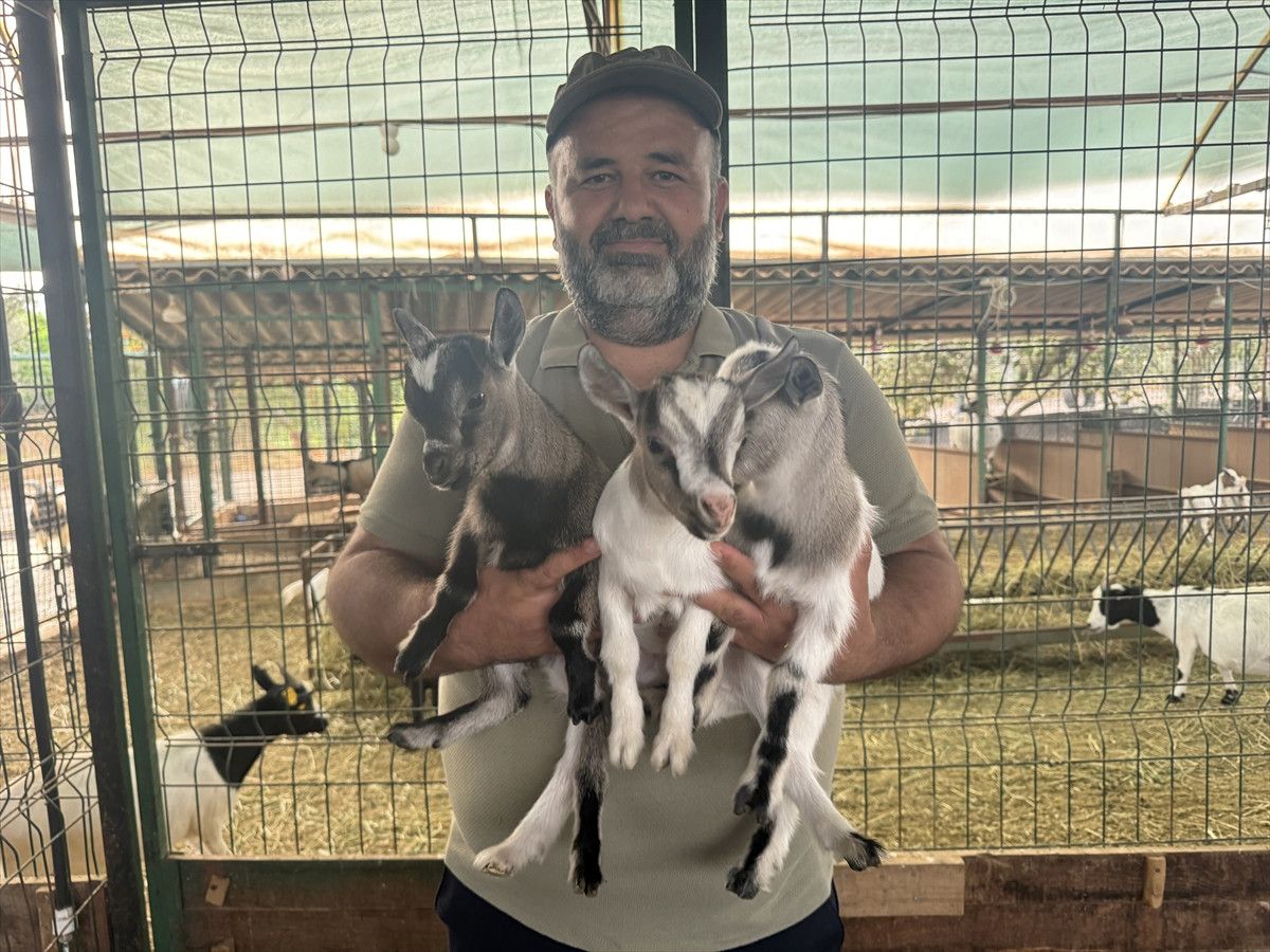 antalyada basina poset gecen kecinin surusunu korkuttugu anlar 2 YbpFv5JD