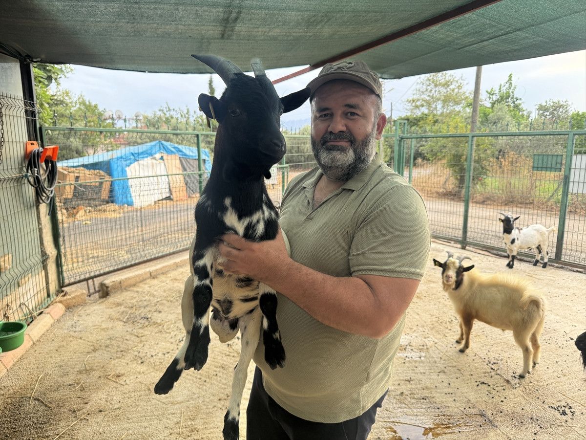 antalyada basina poset gecen kecinin surusunu korkuttugu anlar 3