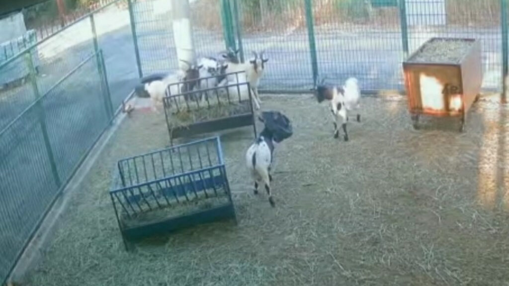 antalyada basina poset gecen kecinin surusunu korkuttugu anlar XgkdsPWY