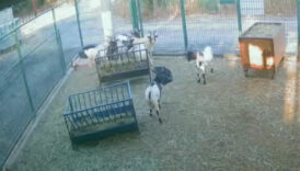 antalyada basina poset gecen kecinin surusunu korkuttugu anlar XgkdsPWY