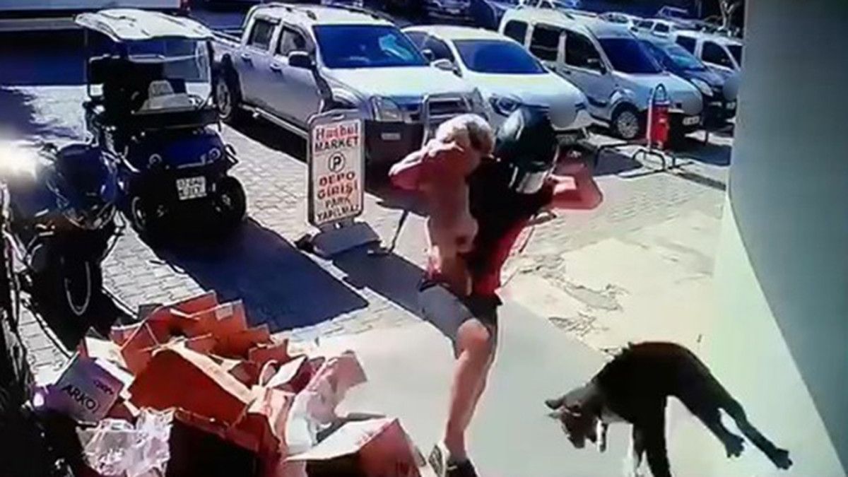 Antalya'da köpeğiyle kavga eden kediye tekme atan kişi gözaltına alındı 2 antalyada kopegiyle kavga eden kediye tekme atan kisi gozaltina alindi 1 TRp9Rvp6