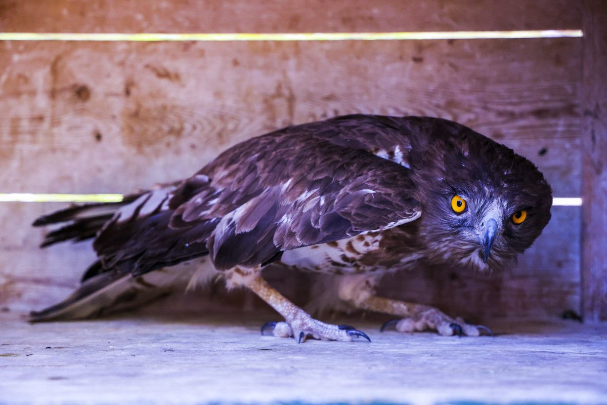 antalyada soyu tukenme tehlikesi altinda olan yilan kartali tedavi edilip dogaya salindi 0 WDRv99FO