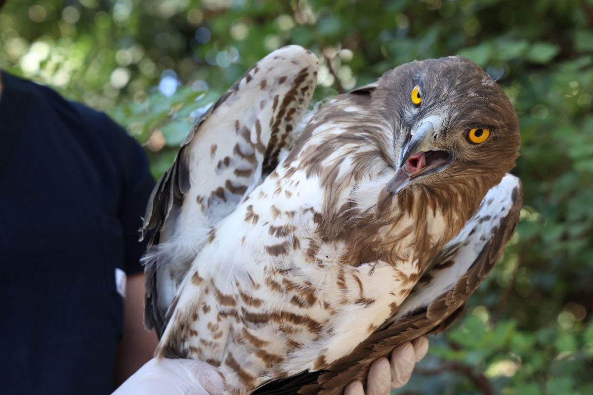 antalyada soyu tukenme tehlikesi altinda olan yilan kartali tedavi edilip dogaya salindi 1 3PvfaMn8