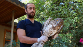 antalyada soyu tukenme tehlikesi altinda olan yilan kartali tedavi edilip dogaya salindi smeTyVCb