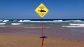 avustralyada 1 kisinin oldugu kopek baligi saldirisi sonrasi 2 plaj kapatildi iNLByLuw