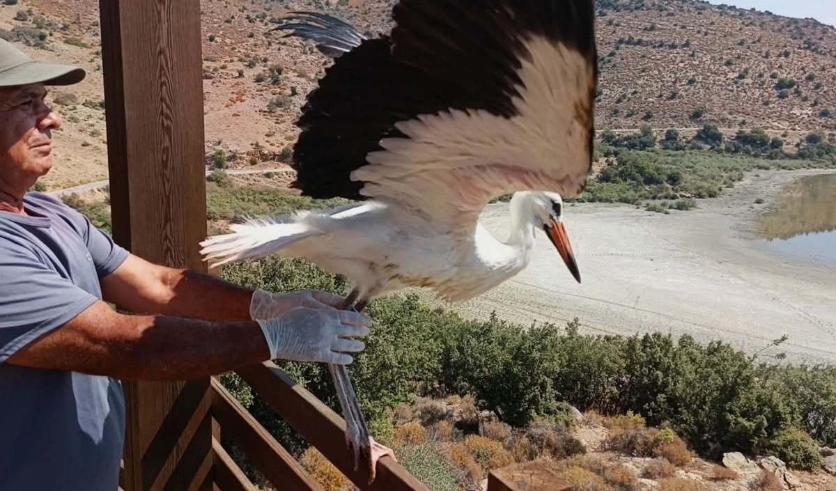 aydinda yavru leylek ve flamingo dogaya salindi 0 u5uC9mMJ