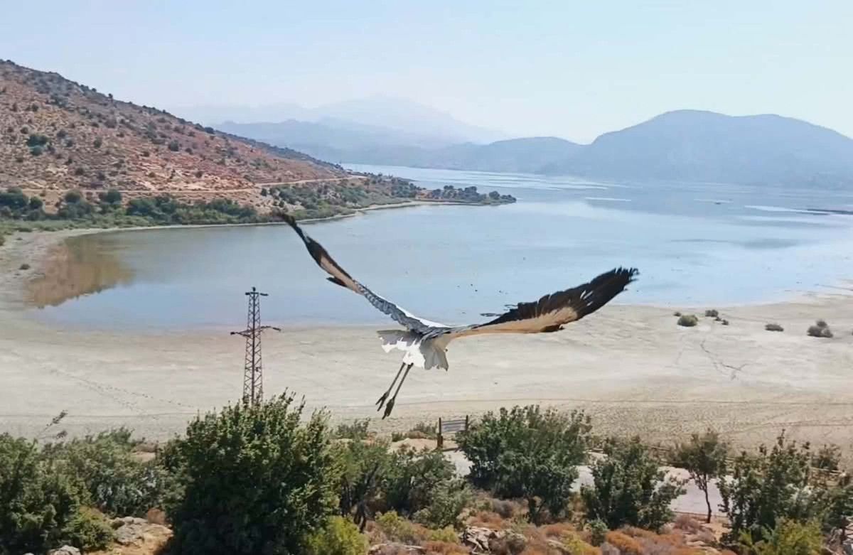 aydinda yavru leylek ve flamingo dogaya salindi 1 BTwhVBdO