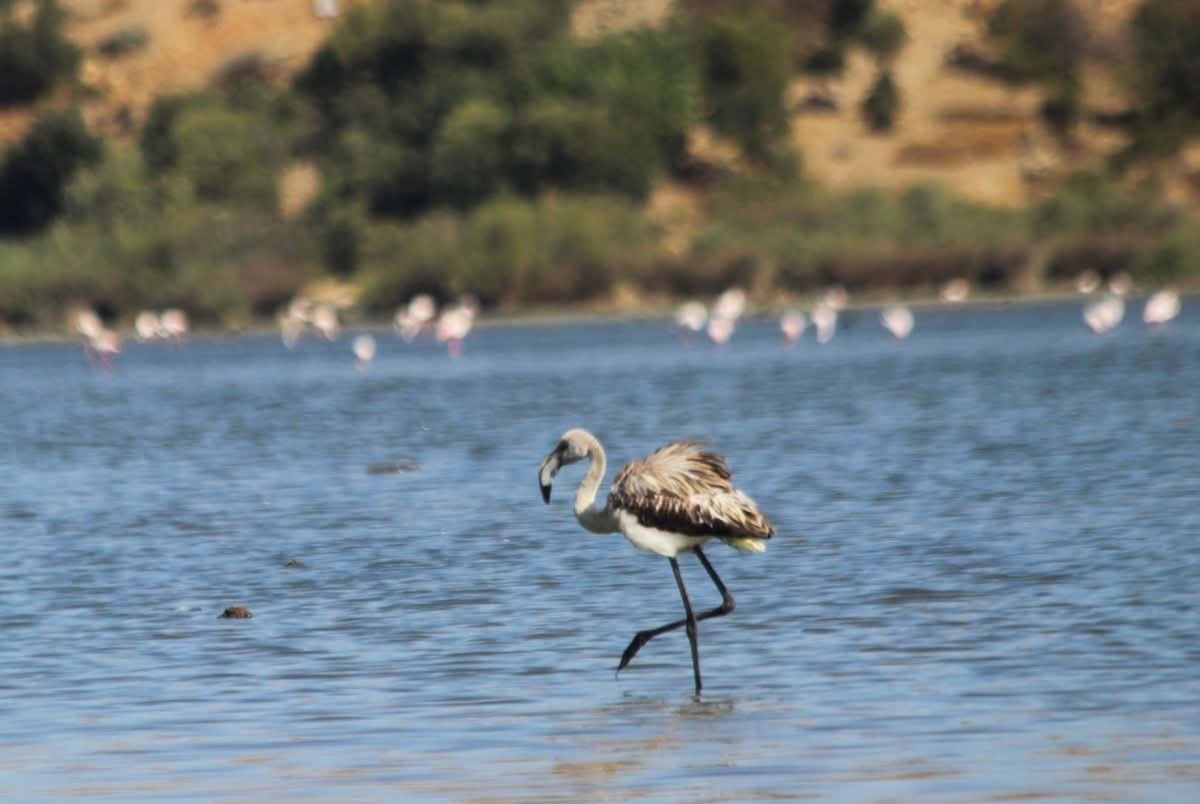 aydinda yavru leylek ve flamingo dogaya salindi 3 JvtMDbRM