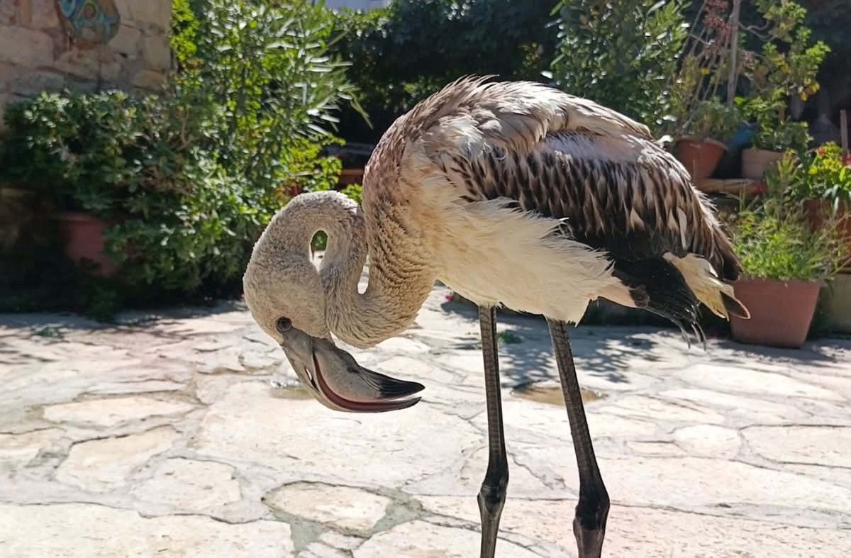 aydinda yavru leylek ve flamingo dogaya salindi 4 aLzmpReW