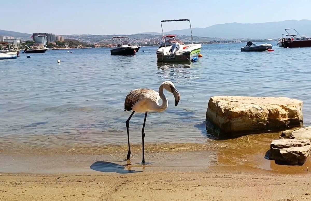 aydinda yavru leylek ve flamingo dogaya salindi 5 JUXZPDz8