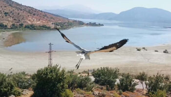 aydinda yavru leylek ve flamingo dogaya salindi AOEHqYUa
