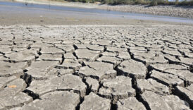 baliklar kiyiya vurdu bursadaki 42 yillik cinarli goleti kurumanin esiginde kGuvT6MT