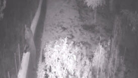 bartinda bahceye giren bozayi tellere zarar verdi 6FuAvDxt