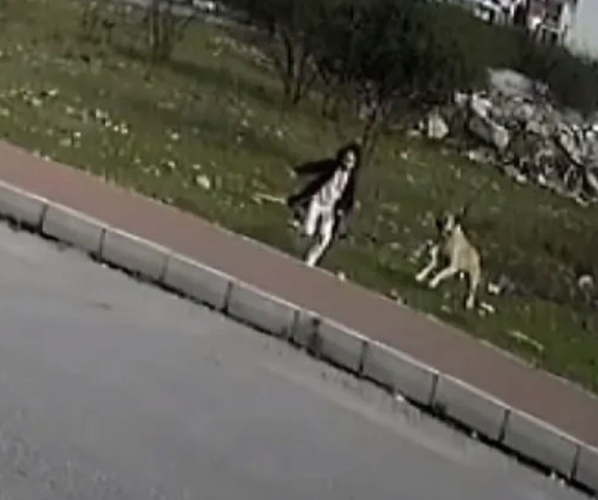 basibos sokak kopeklerinin oldurdugu mahranin mezarina mama biraktilar 0 Q5YJWpld