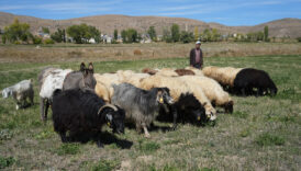 bayburtta kaybolan 13 koyun drone ile bulundu qj75Up7W