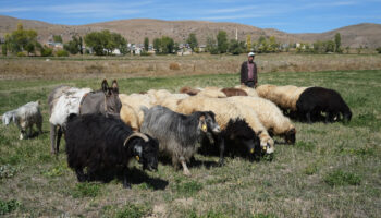 bayburtta kaybolan 13 koyun drone ile bulundu qj75Up7W