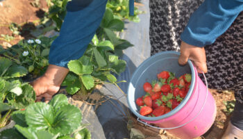 bilecikte 25 yillik islerini yurutemediler cilekle 30 kat rekolteye ciktilar NUIQ1KFy