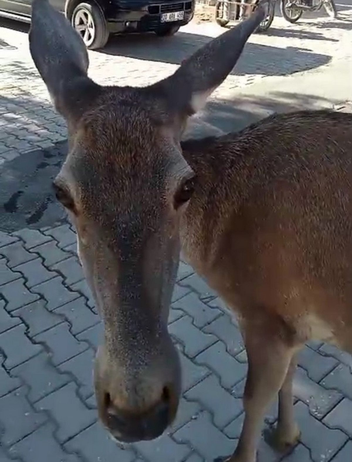 burdurda nesli tehlike altindaki kizilgeyik koye indi 0 h2XRkI2c