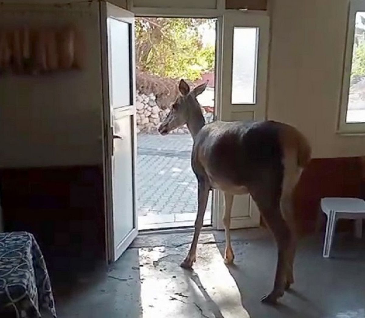 burdurda nesli tehlike altindaki kizilgeyik koye indi 1 CEjuE88L