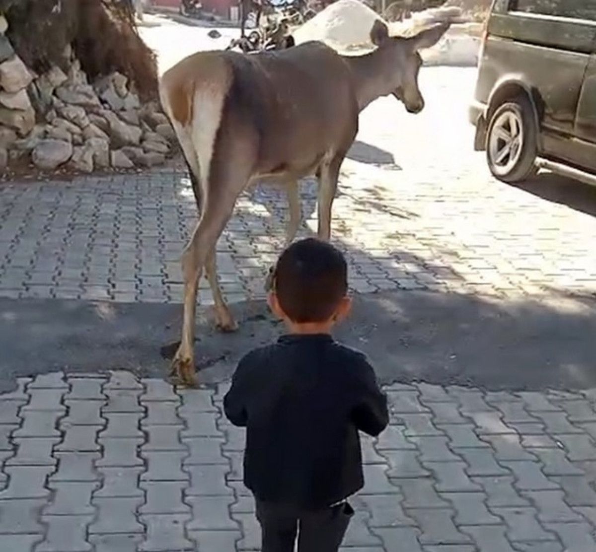 burdurda nesli tehlike altindaki kizilgeyik koye indi 2 XXcGTY7J