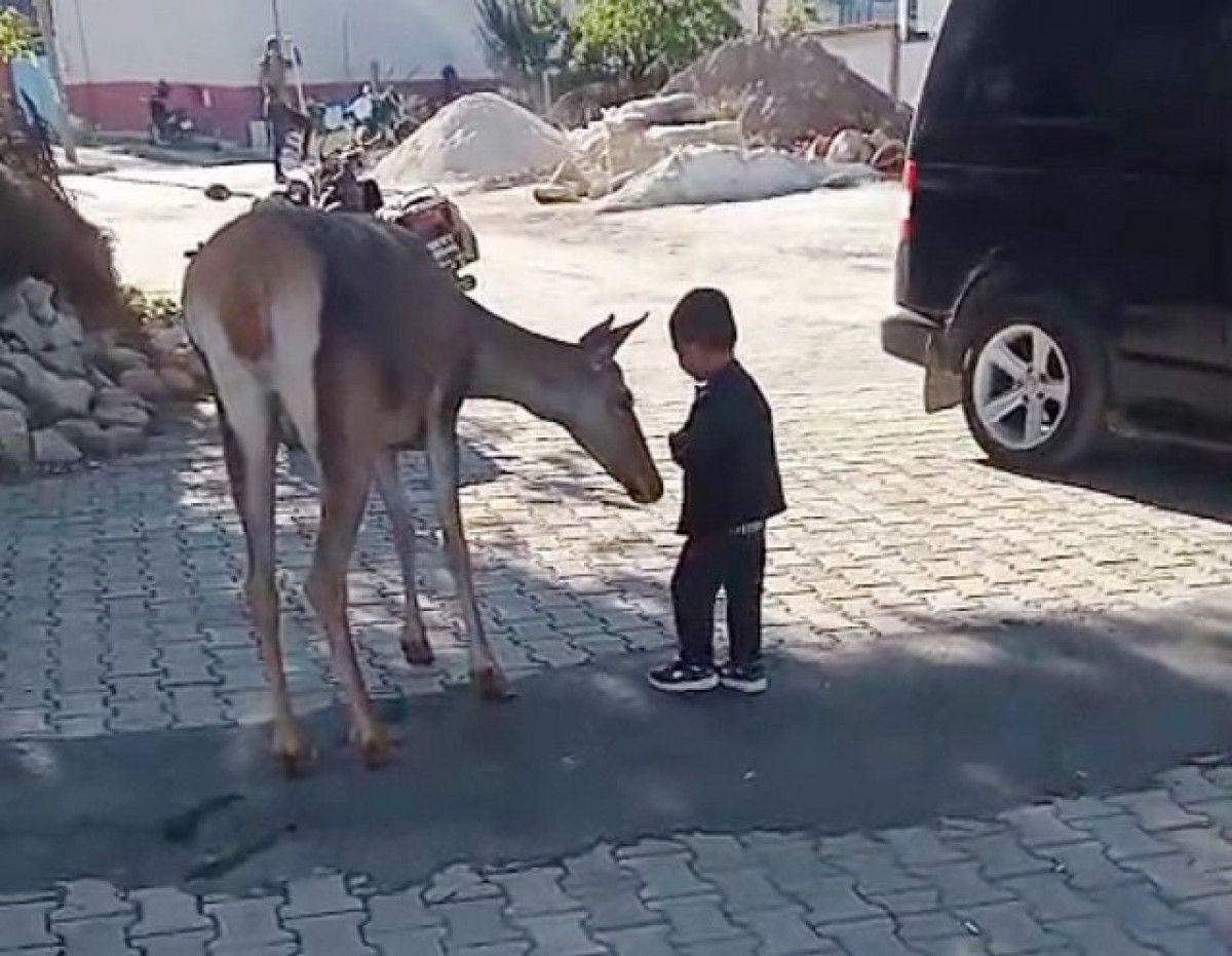 burdurda nesli tehlike altindaki kizilgeyik koye indi 3 NlYI2Kas