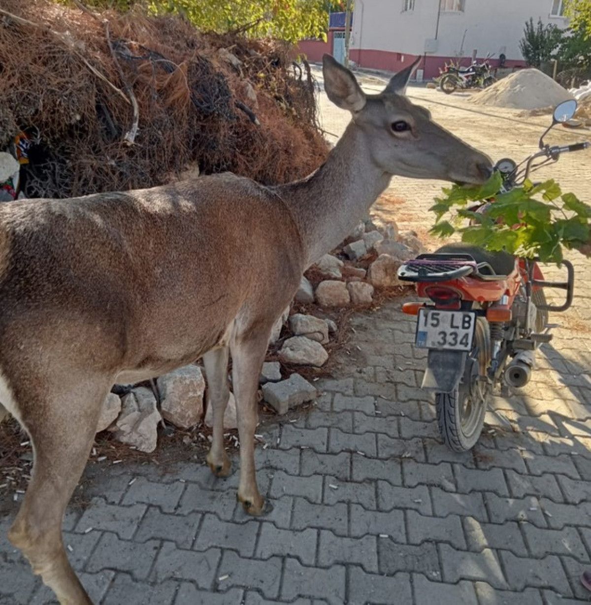 burdurda nesli tehlike altindaki kizilgeyik koye indi 5 3HpfIg64