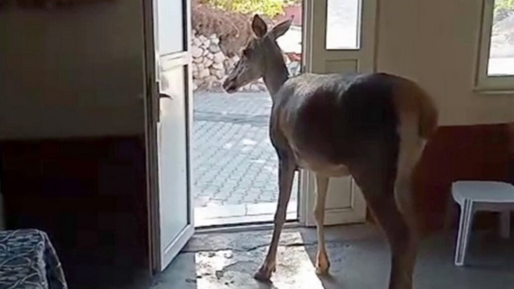 burdurda nesli tehlike altindaki kizilgeyik koye indi NlZPhLwM