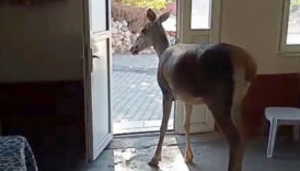 burdurda nesli tehlike altindaki kizilgeyik koye indi NlZPhLwM