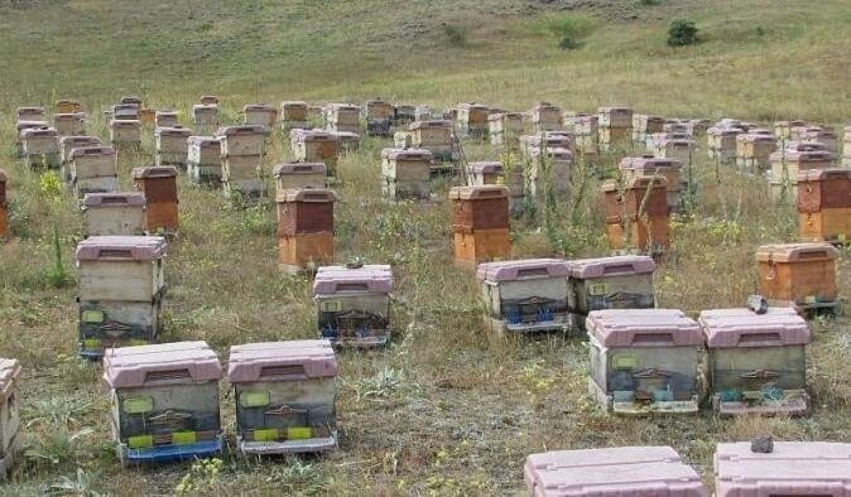 dogu karadenizde aricilik tehdit altinda 0 iy3IMwwV