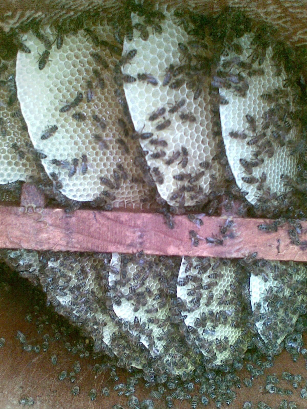 dogu karadenizde aricilik tehdit altinda 10 vT79hDMS